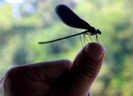 黑蜻蜓代表什么 化合應子